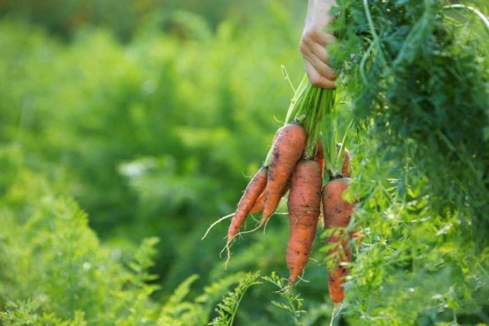 правильне звирання моркви