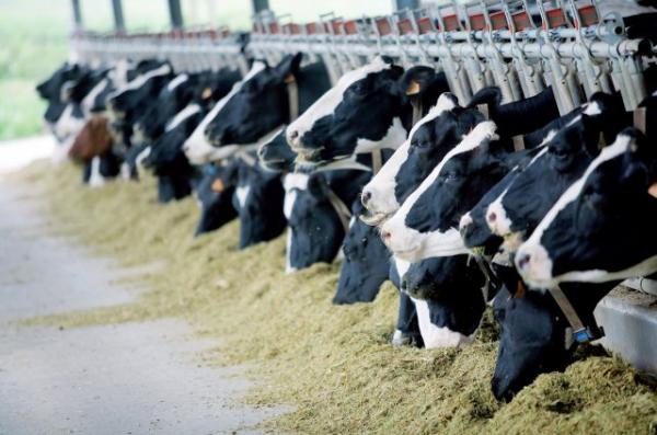 Агросектор Рівненщини демонструє суттєвий приріст корів та молока