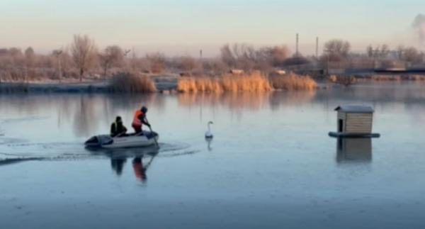 У Здолбунові перевірили стан лебедя у міському гідропарку (ВІДЕО)