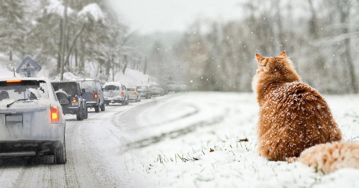 На Рівненщині завтра очікується мокрий сніг та ожеледиця