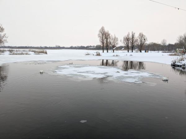 Жителів громади на Рівненщині просять не турбувати лебедів, які зимують на водоймі (ВІДЕО)