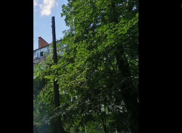 Екоінспекція подала позов на 1,9 тис. грн за пошкодження дерев під час кронування у Рівному