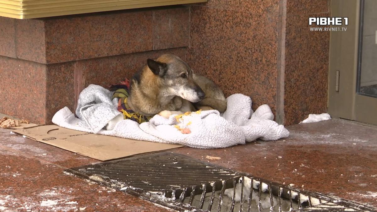 Холод, що може вбити, і люди, які рятують: як рівняни допомагають тваринам пережити зиму (ВІДЕО)