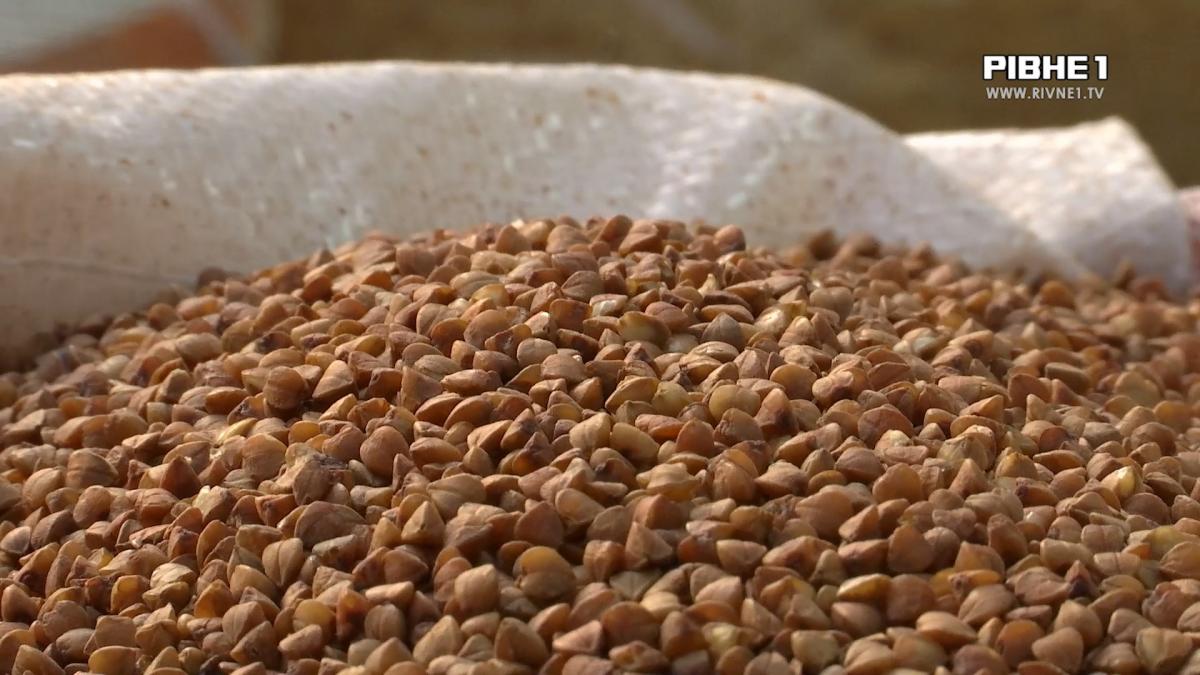 Дефіцит гречки в Україні: яка ситуація з крупою на Рівненщині (ВІДЕО)