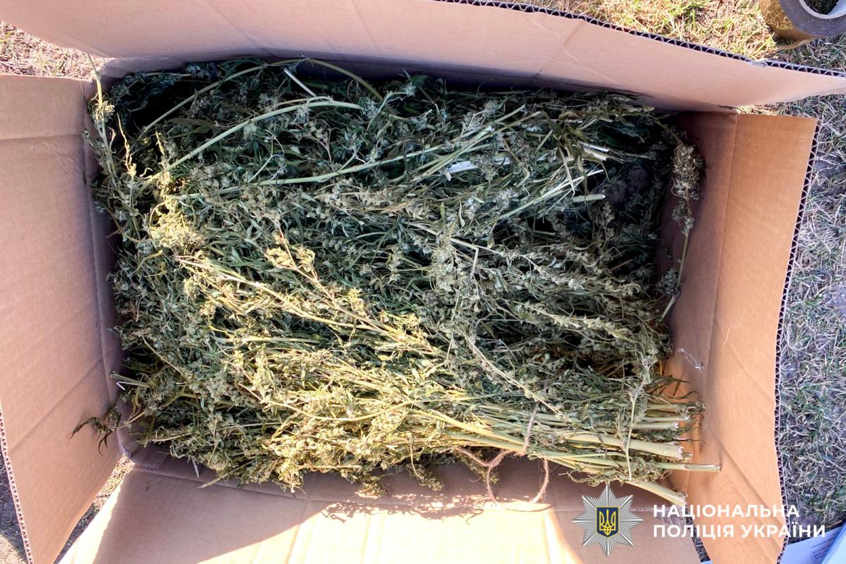 На Рівненщині викрили наркозбут на понад 3,6 млн грн: вилучили 10 кг канабісу