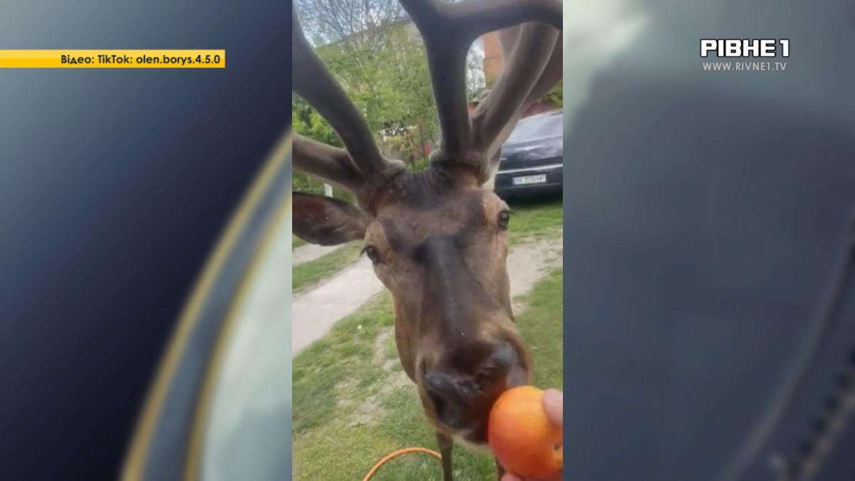 Помирає найвідоміший олень України: зірку Полісся - оленя Бориса збила машина (ВІДЕО)