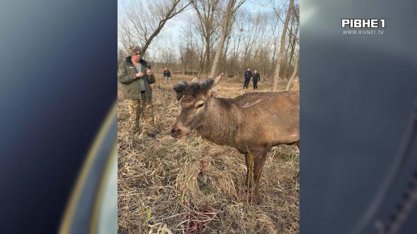 Олень Борис іде на поправку: як проходить реабілітація рогатого (ВІДЕО)