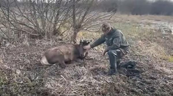 Що з оленем Борисом: лісівники повідомили про лікування тварини