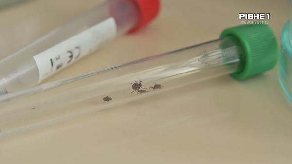 Де у Рівному найвищий ризик натрапити на кліщів і що робити після укусу (ВІДЕО)