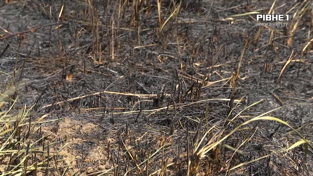 Весняні підпали не припиняються: у Рівному вигоріло пів гектара сухої трави (ВІДЕО)