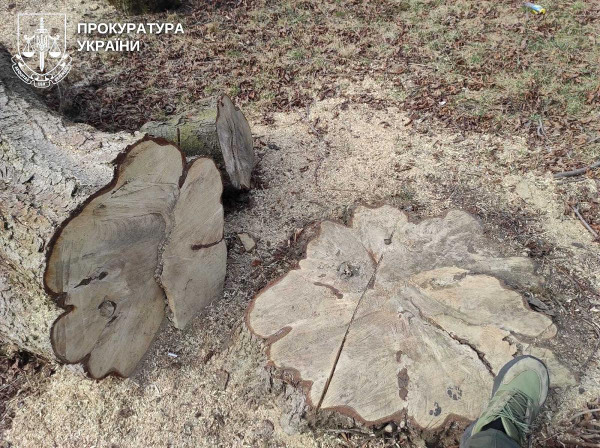 На Рівненщині судитимуть посадовицю за незаконну вирубку дерев