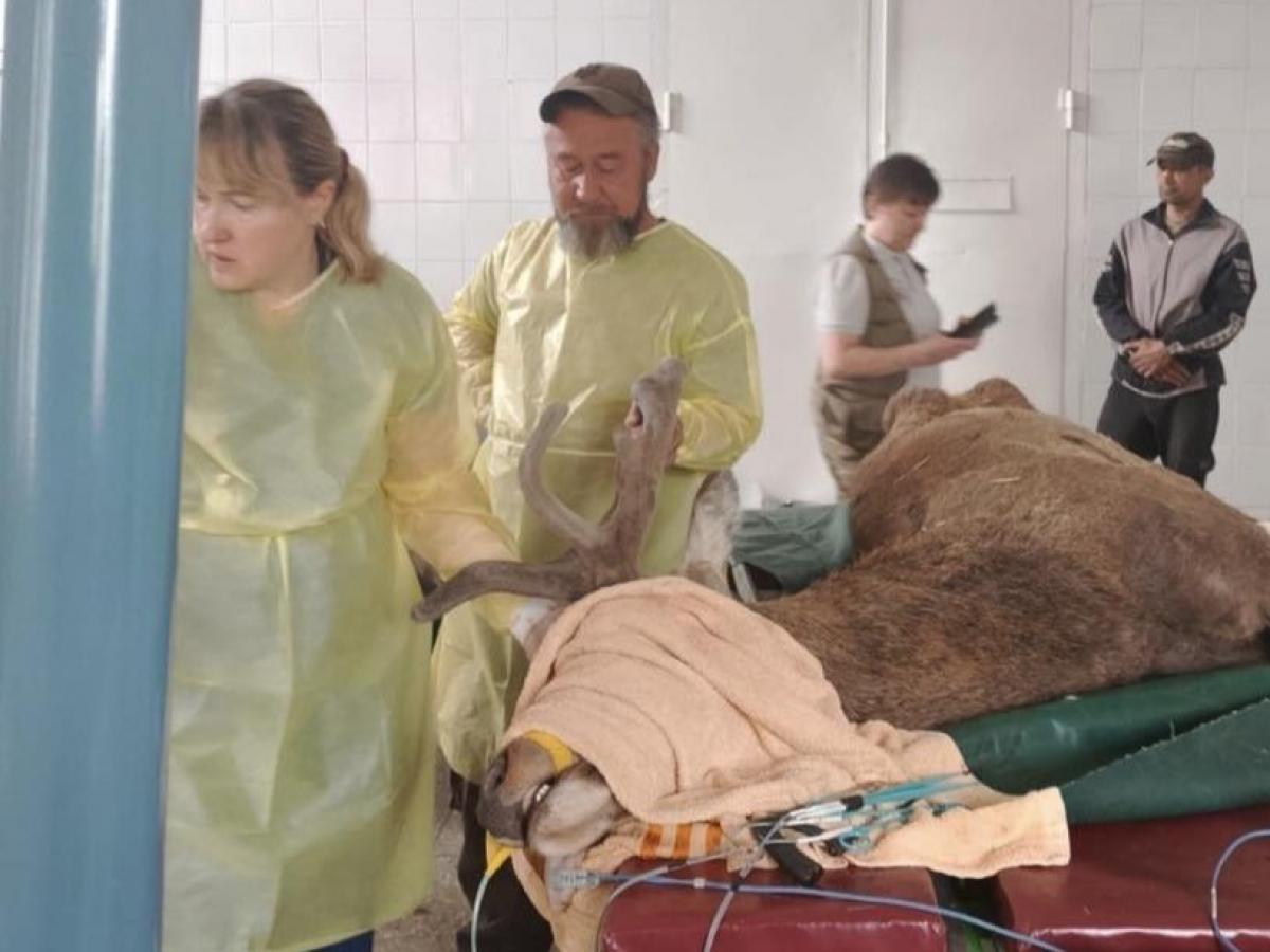 Оленю Борису після ДТП терміново видалили ріг: тварина пережила складну операцію