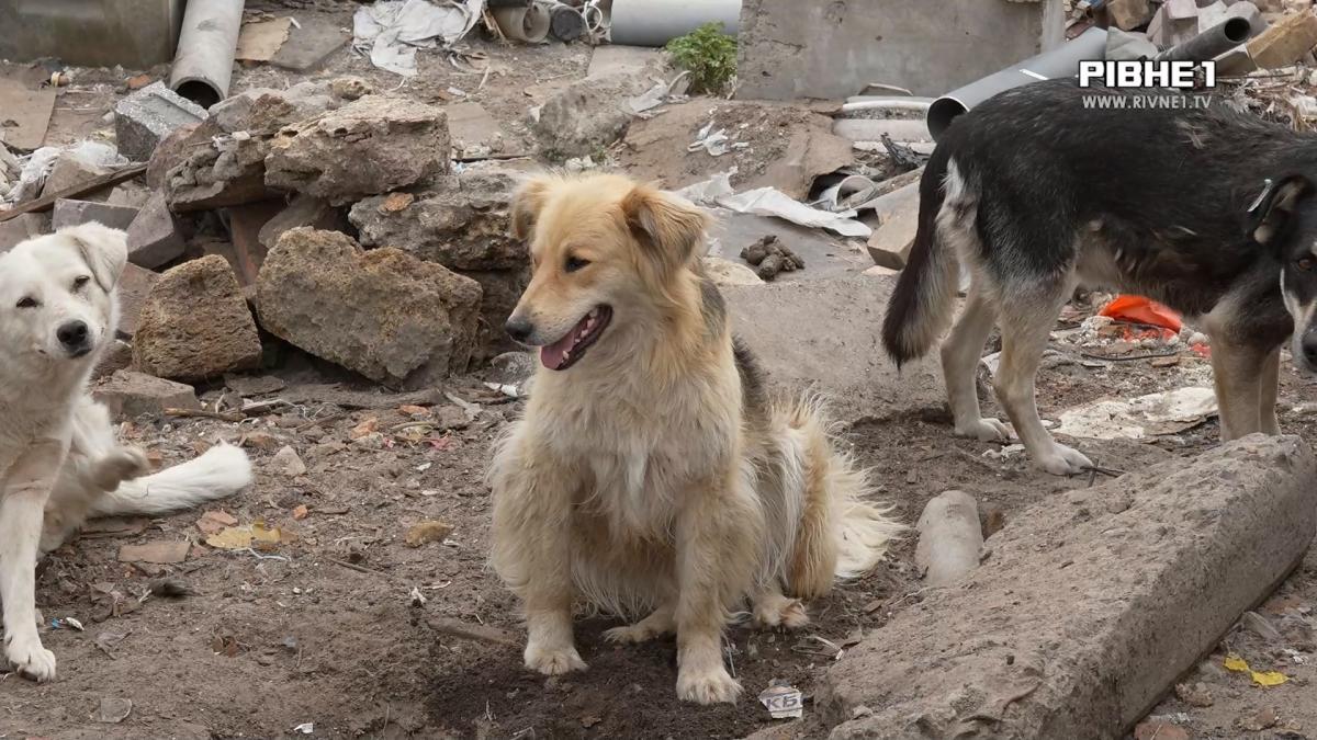 Чотирилапі без власника: чому рівняни б'ють на сполох через зграю собак (ВІДЕО)