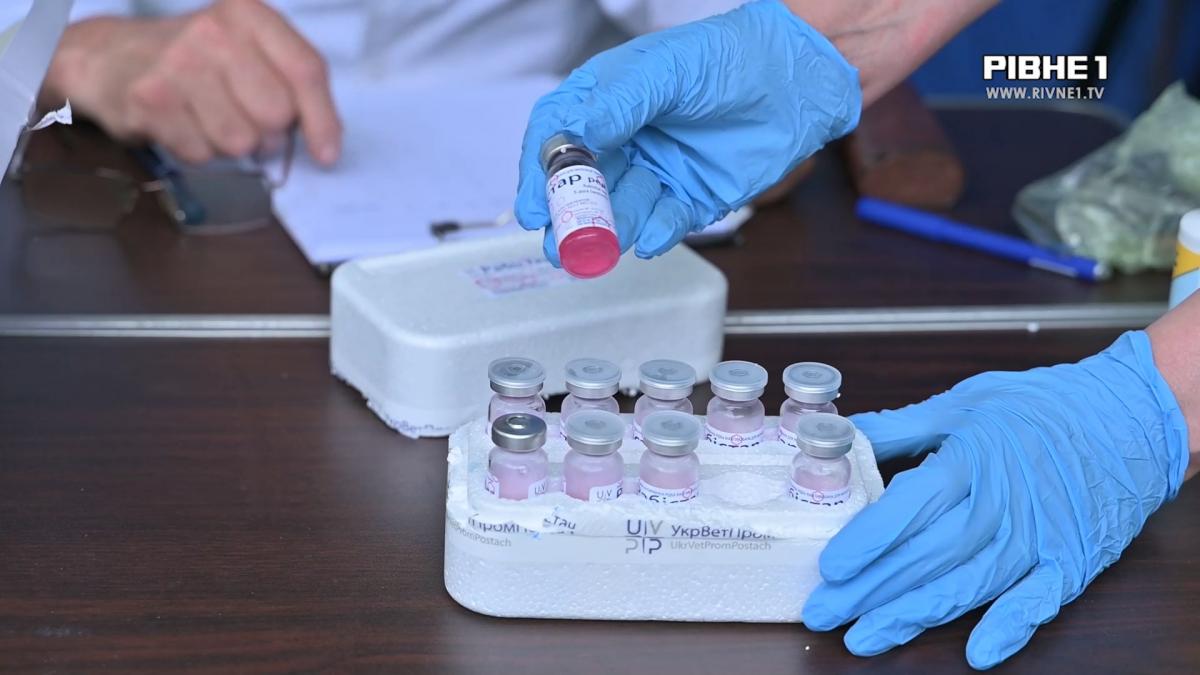 Безкоштовні щеплення від сказу: у Рівному вакцинуватимуть домашніх улюбленців (ВІДЕО)