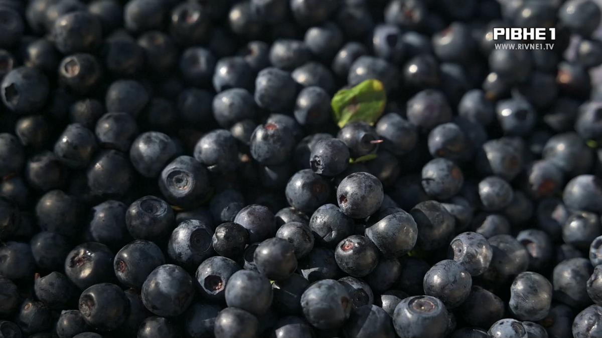 Сезон чорниць на Рівненщині: скільки коштують перші ягоди та чи великий цьогоріч врожай дикоросів (ВІДЕО)