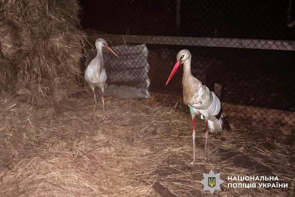 На Рівненщині поліцейський врятував пораненого лелеку та доправив його до ветеринарів