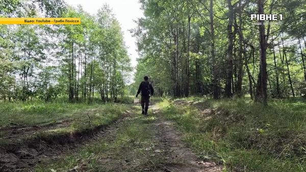 Де шукати та як смачно приготувати лисички: поради рівненських грибників (ВІДЕО)