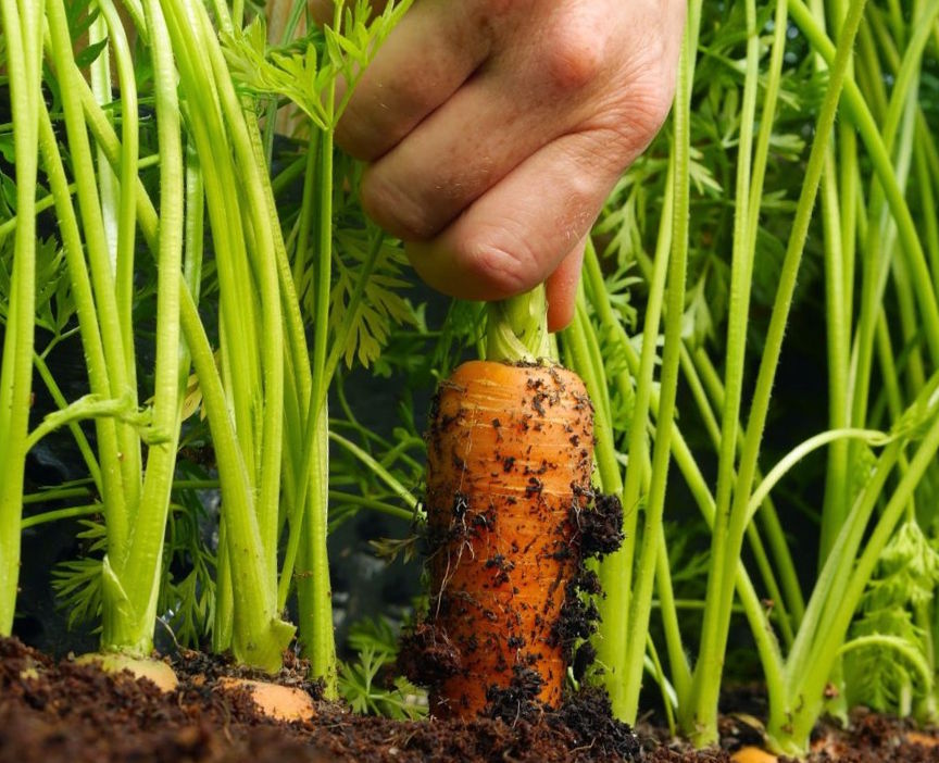 Як успішно висадити моркву, щоб запобігти розрідженню рослин