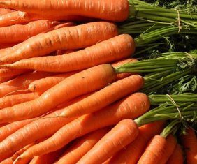 Як впливає насіння моркви на засвоєння