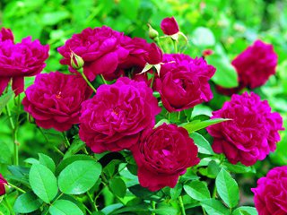 Які дії потрібно виконати після прибирання зимового укриття для троянд?