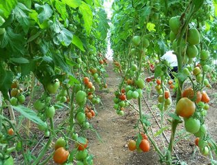 Секрети успішного вирощування помідорів та огірків