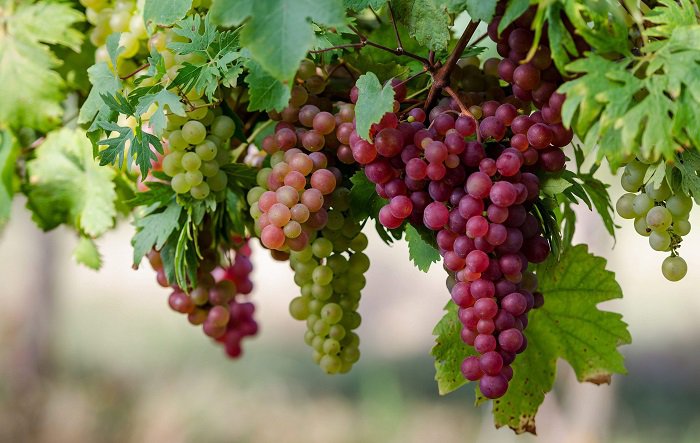 користь винограду
