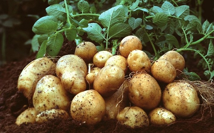 поганий врожай картоплі