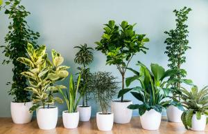 Почему выбор кімнатних рослин должен бути свідомим?