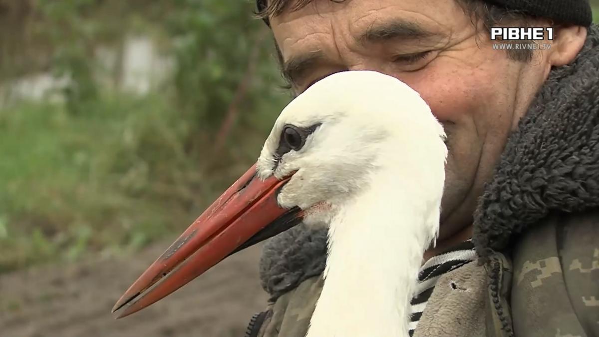 У сім`ї Макарчуків з Володимиреччини домашній улюбленець - лелека.  Рівненщина. Новини - Новини Рівного. Відео on-line. Все про телекомпанію -  Телеканал «Рівне 1»