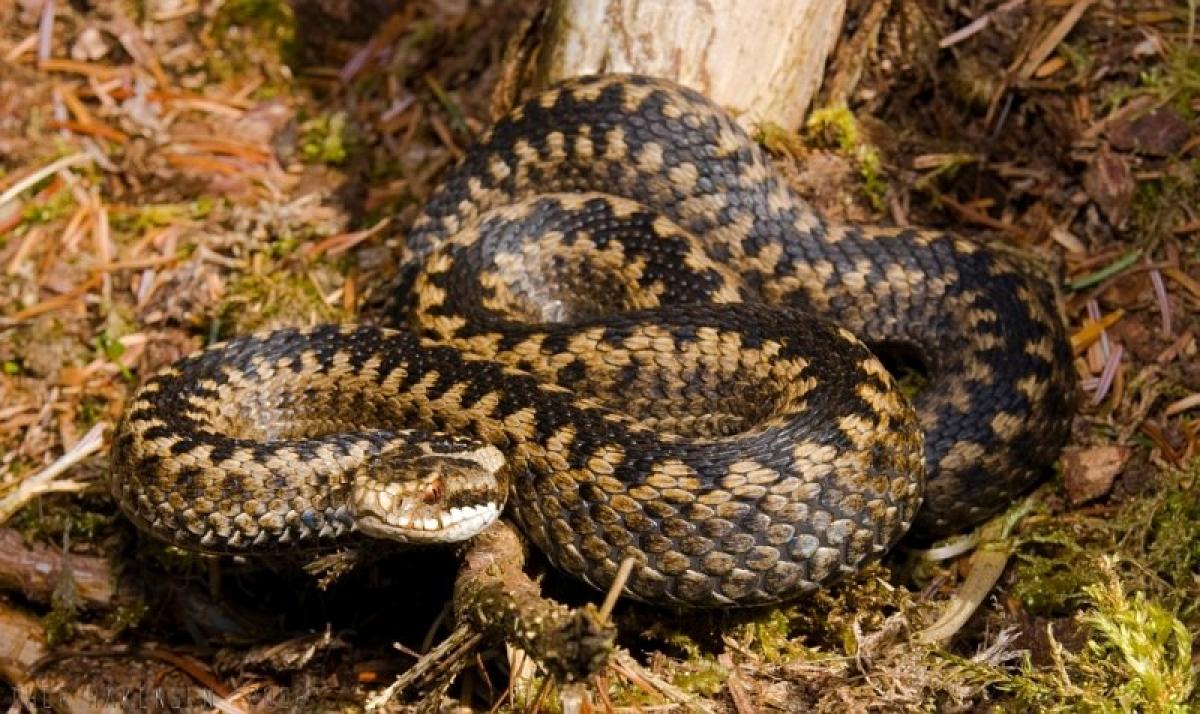 Фото ілюстративне