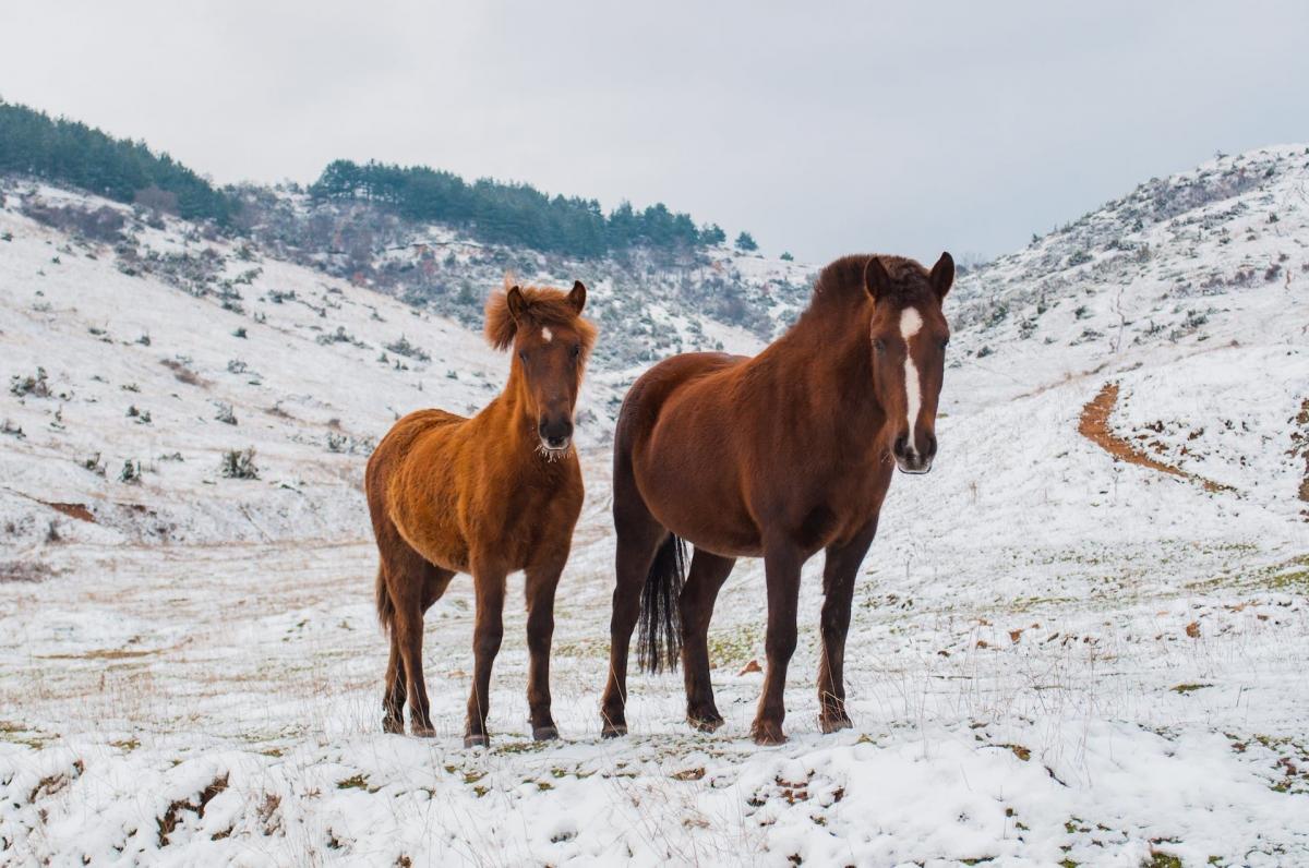 23 грудня хропе кінь до сніжної бурі / Фото: Pexels