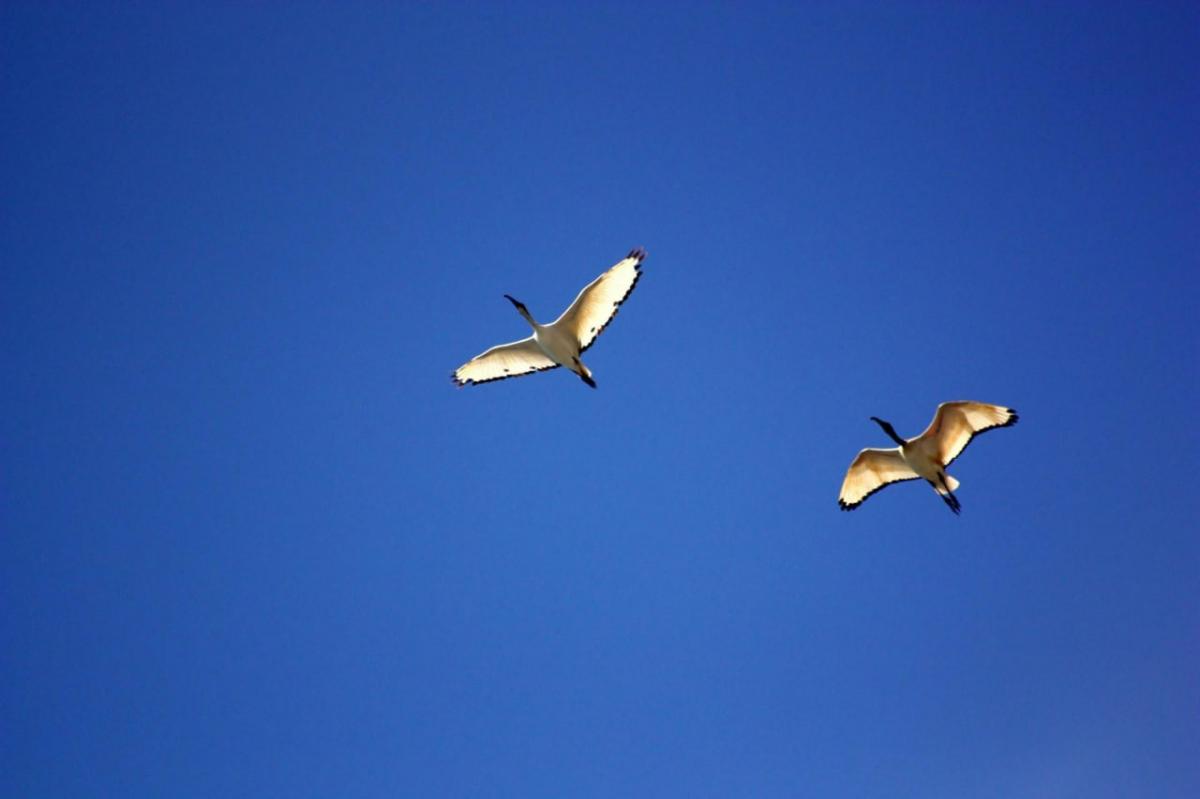 3 березня гуси високо летять — чекайте на повноводдя / Фото: Pexels