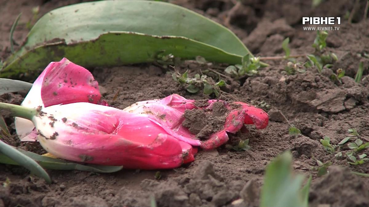 На Рівненщині активізувалися крадії тюльпанів: яке покарання загрожує вандалам? (ВІДЕО)