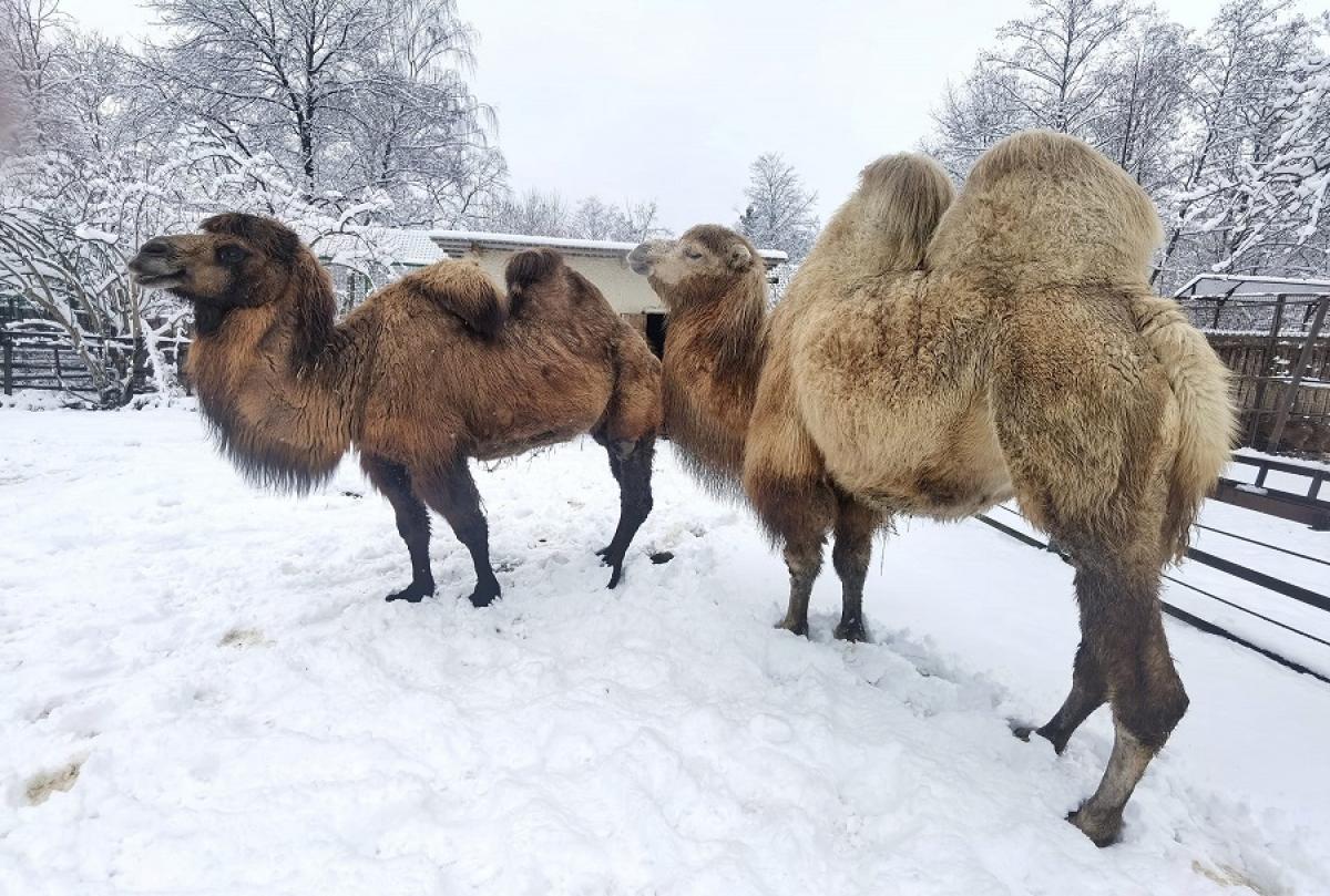 Фото з фейсбук-сторінки Рівненського зоопарку