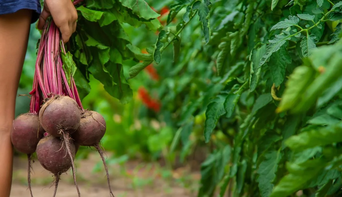 13 вересня прийнято копати моркву і буряк 