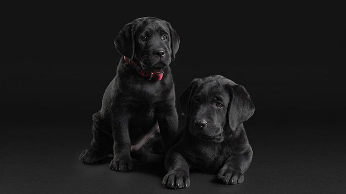 Корм для цуценят Pro Plan Puppy