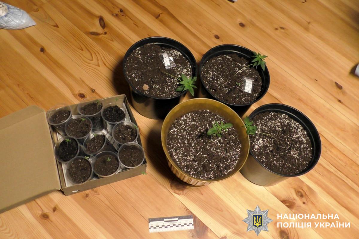На Рівненщині викрили чоловіка, який продавав канабіс