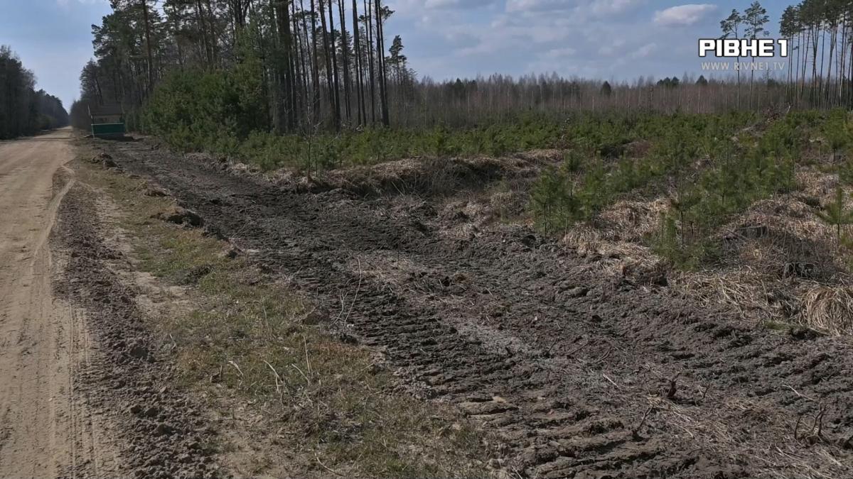 Ліси під посиленим контролем: як на Рівненщині готуються до пожежонебезпечного сезону (ВІДЕО)