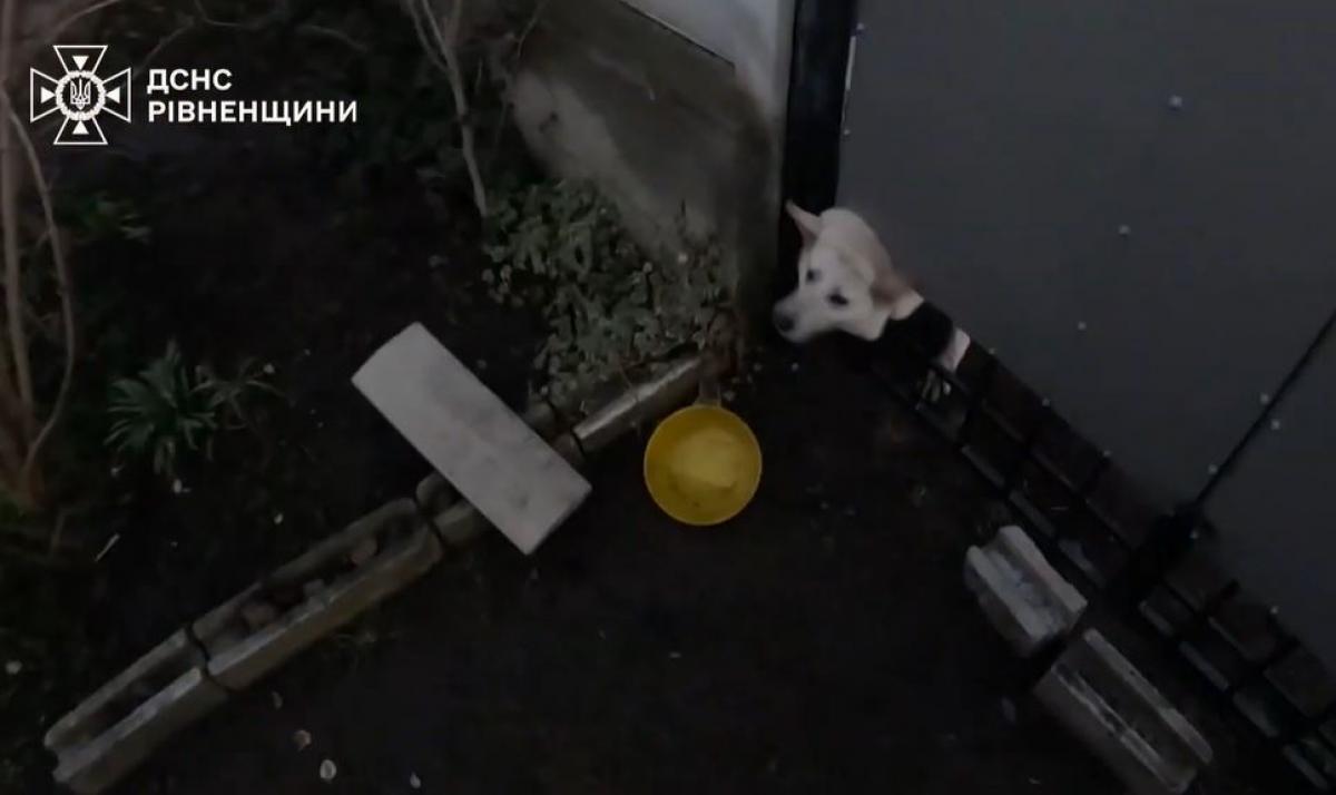 Застряг у металевому паркані: у Дубні рятувальники визволяли песика (ВІДЕО)