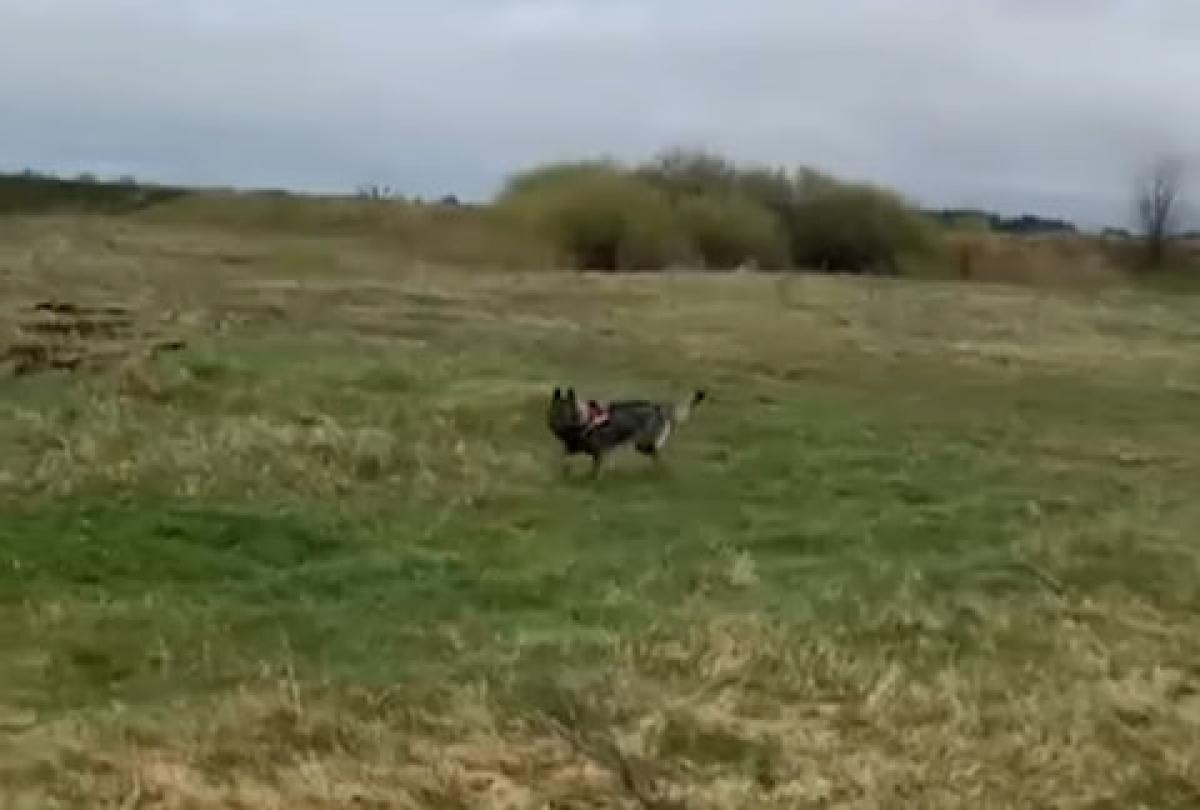 На Рівненщині тривають масштабні пошуки дитини: залучено рятувальників з інших областей