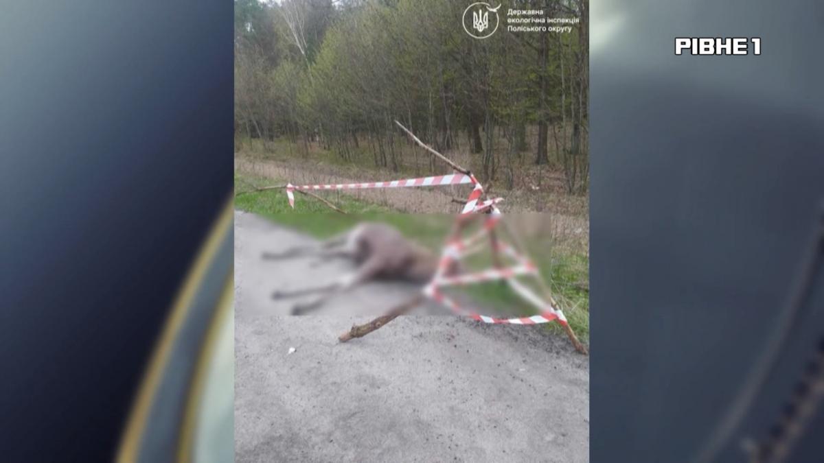 Смертельна ДТП з червонокнижним лосем: поліція встановлює особу водія-втікача