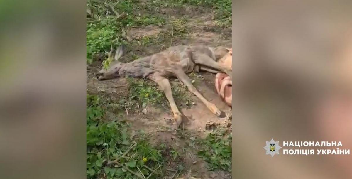 На Рівненщині поліцейські врятували поранену косулю: тварину доправили до зоопарку