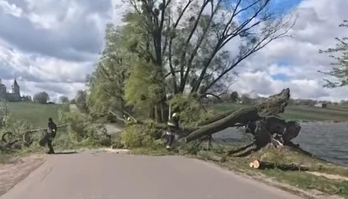 На Рівненщині рятувальники разом із громадою прибрали повалене дерево з дороги