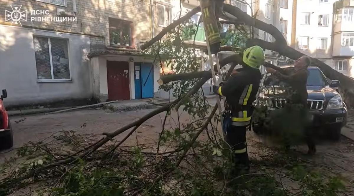 В Острозі дерево впало на два автомобілі (ВІДЕО)