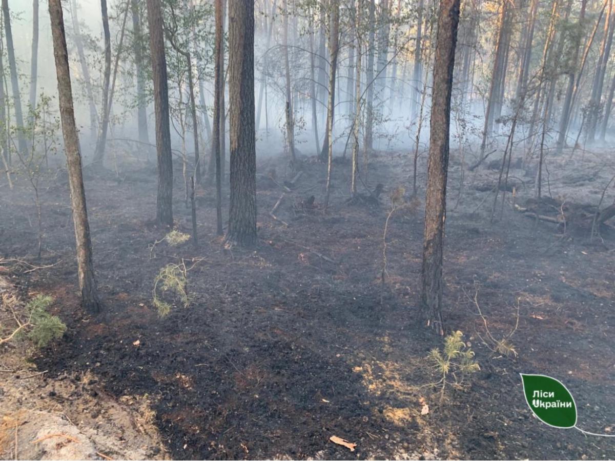 На Рівненщині вогонь знищив майже гектар лісу після падіння БпЛА