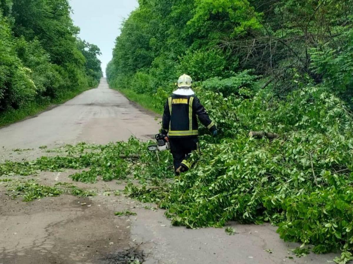 На Дубенщині дерево впало на дорогу та заблокувало рух транспорту