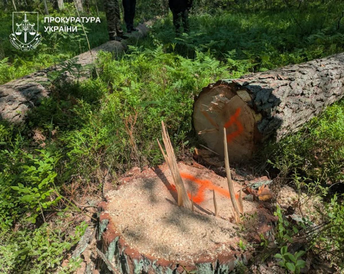 Суд зобов’язав відшкодувати майже 4,8 млн грн за незаконну вирубку лісу на Рівненщині