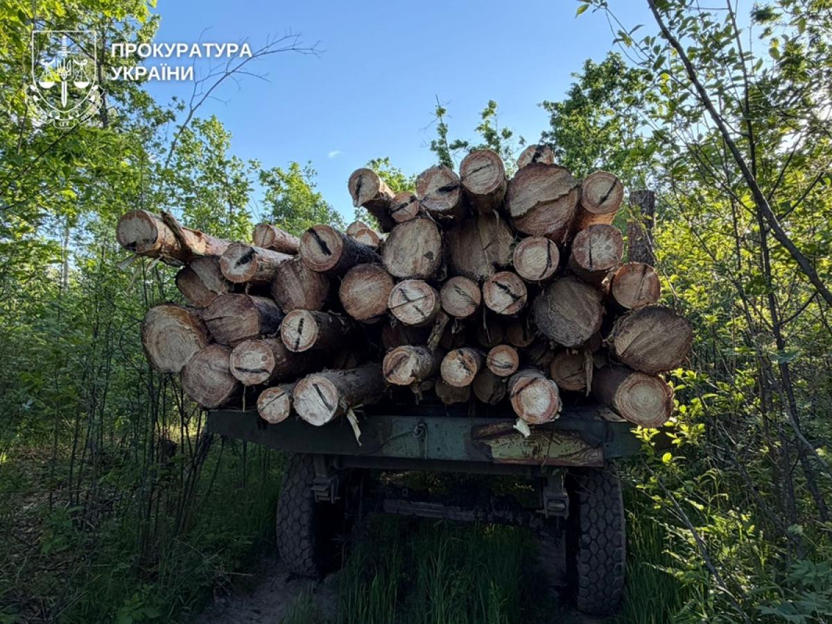 Жителя Рівненщини судитимуть за незаконну порубку 12 сосен
